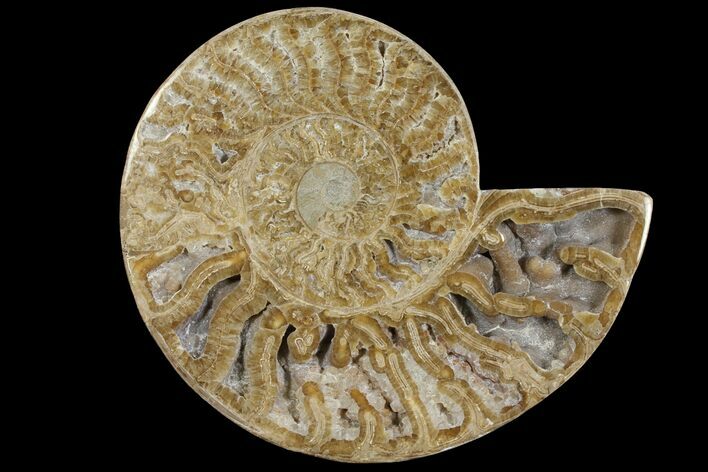 Choffaticeras (Daisy Flower) Ammonite Half - Madagascar #111317